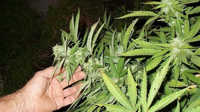 المُشدد 10 سنوات لفلاح زرع أرضه بـ