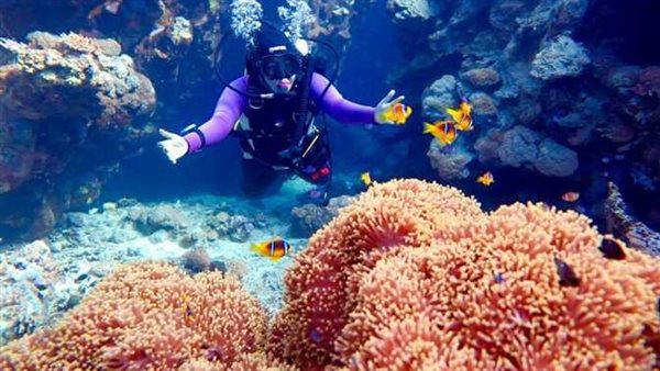 البيئة البحرية بالبحر