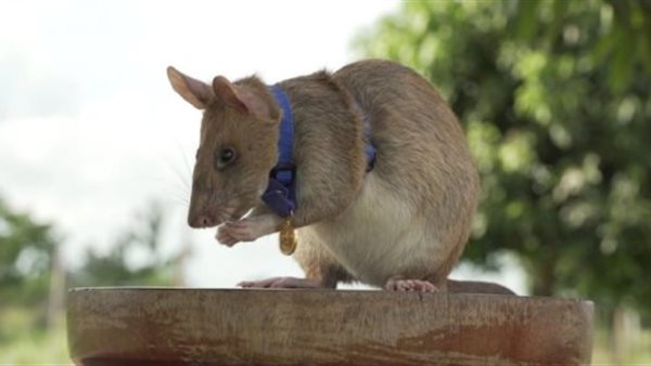 الفأر ماجوا