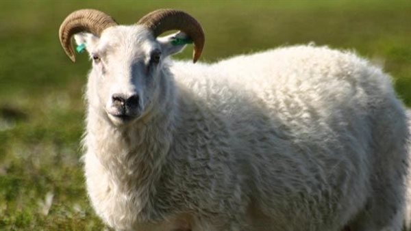 خروف_أرشيفية 