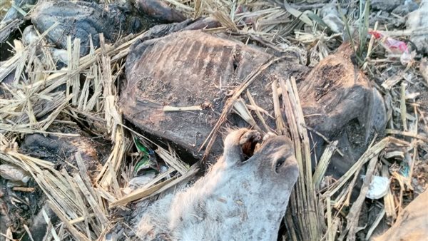 حمير مذبوحة 