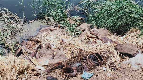 الحمير التي عثر عليها