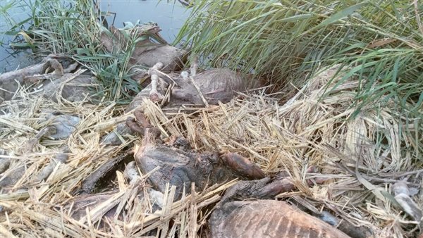 واقعة الحمير المذبوحة