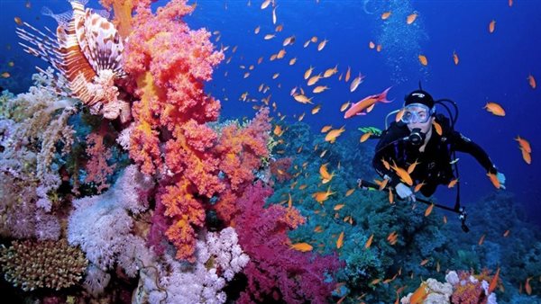 الشعاب المرجانية