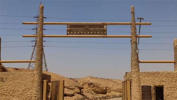 محمية الغابة المتحجرة