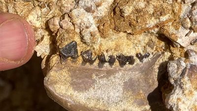 كشف أثري جديد يعود إلى 37  مليون عام في الفيوم (صور)