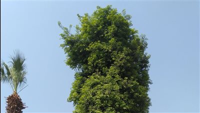 المتحف المصري بالتحرير يسلط الضوء على شجرة متبقية من مصر القديمة (صور)