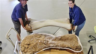 العثور على عظام نوع جديد من أكبر الديناصورات في العالم (صورة)