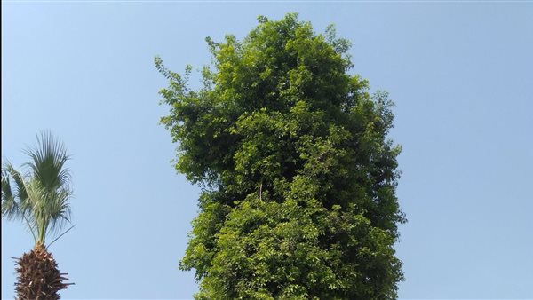 شجرة البرساء في مصر