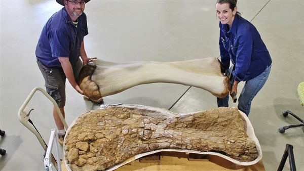 الدكتور هوكنول وروبين