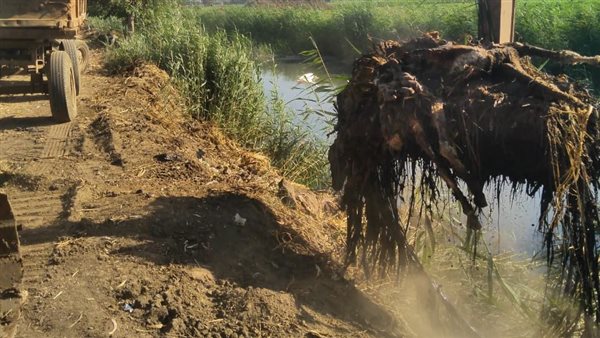 واقعة الحمير النافقة