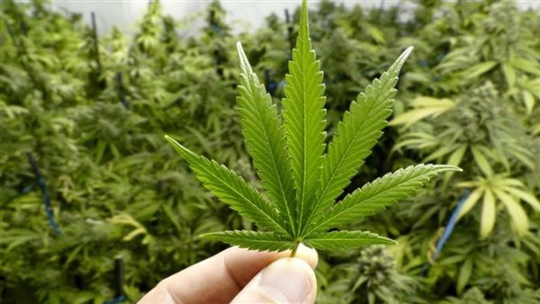 القنب الهندي 