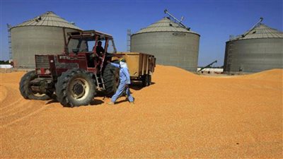 حال تأزم الوضع بعد اجتياح روسيا لأوكرانيا.. ما بدائل الحكومة للحصول على القمح؟