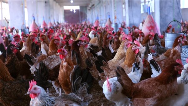 مزارع الدواجن