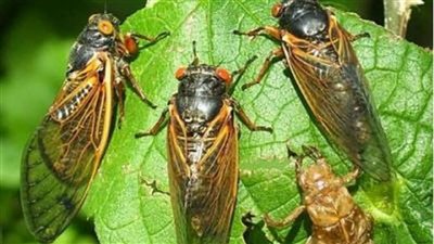 حطت على كتف ولدغت رئيس أكبر دولة فى العالم.. حشرة الزيز تناكف جو بايدن فى عقر داره(صور)