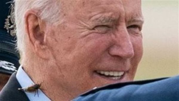 حشرة الزيز تهاجم