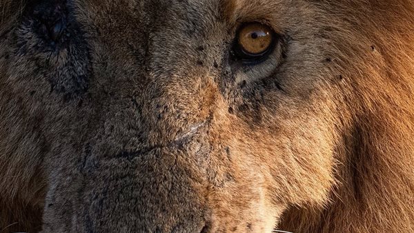 الأسد سكارفيس