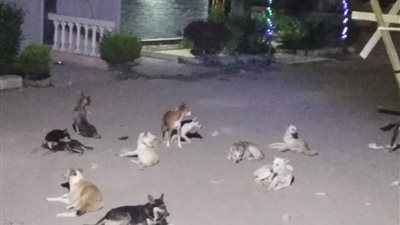 الكلاب المسعورة تهدد حياة المواطنين بدمياط.. والطب البيطري يطلب مساعدة المجتمع المدني 