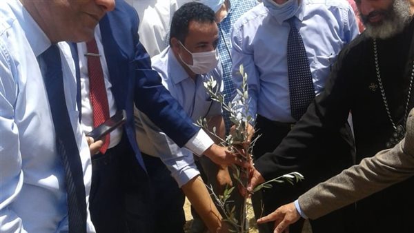 زراعة 1500 شجرة زيتون