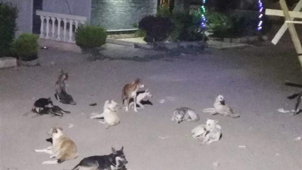 كلاب مسعورة تهدد