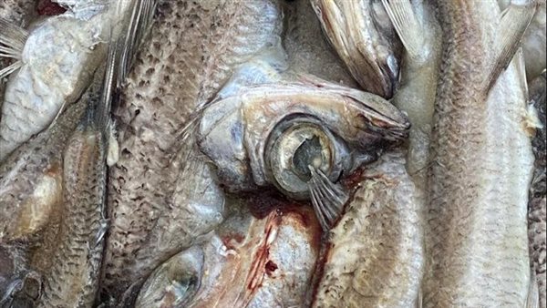 سمك فاسد بالبحيرة