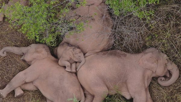 قطيع من الأفيال 