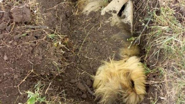 دفن سكارفيس