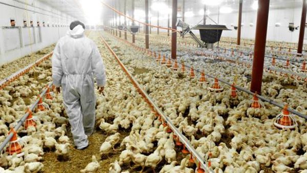 دواجن- أرشيفية