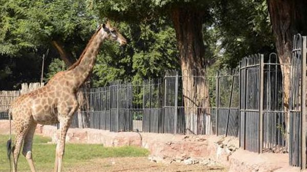 إحدى الزرافات بحديقة