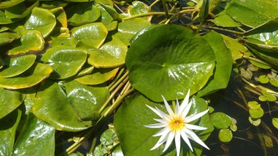 المتحف المصري يسلط الضوء على نبات اللوتس في مصر القديمة 