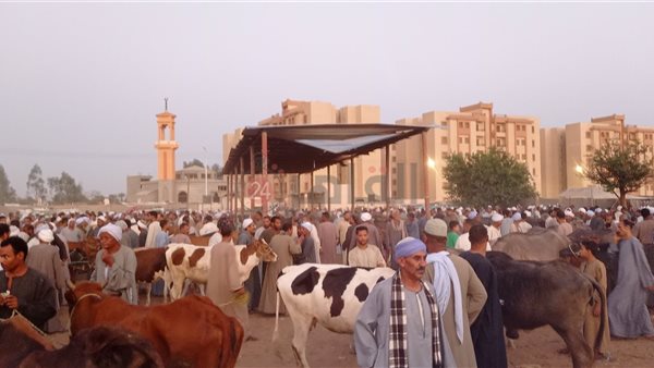 سوق الماشية في قنا