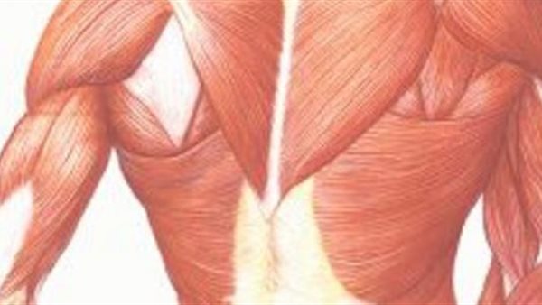 ضمور العضلات