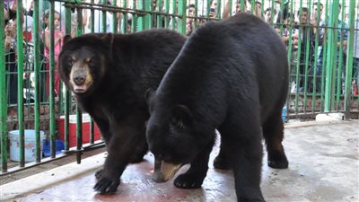 أول تعليق من حديقة حيوان الجيزة على وفاة الدب هاني (خاص)