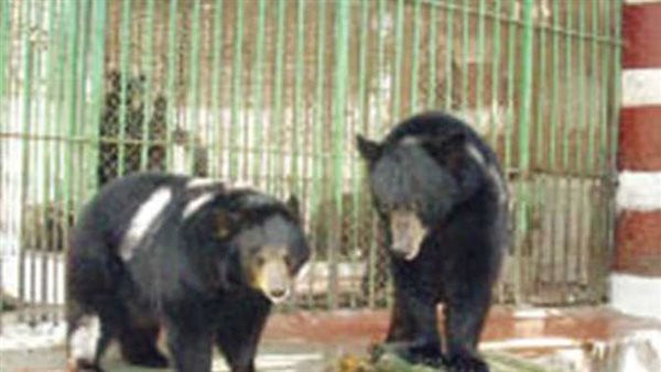 وفاة الدب هاني 