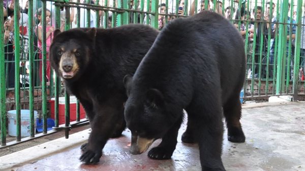 دب بحديقة حيوان الجيزة