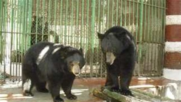 حديقة الحيوان - أرشيفية