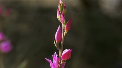 ظهور أزهار الأوركيد في بريطانيا مجددًا بعد اختفائها 12 عامًا (صور)