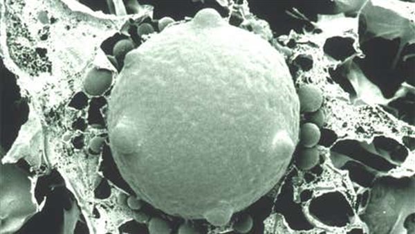 الفطر الأخضر 