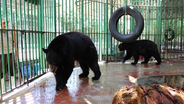 حديقة الحيوان بالجيزة