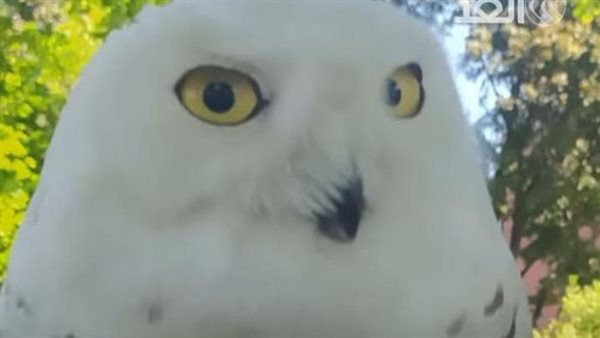 البومة بوران