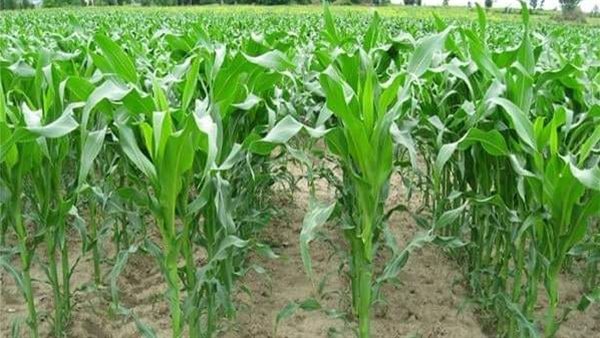 تسميد الأراضي الزراعية