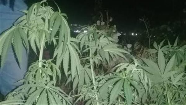 نبات البانجو