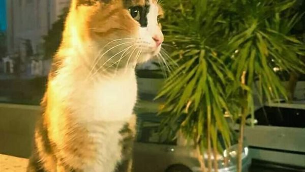 قطة المهرجان 