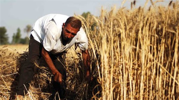 حصاد القمح في قنا
