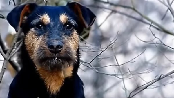 تعذيب الحيوانات