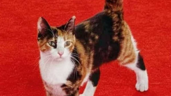 قطة دار الأوبرا