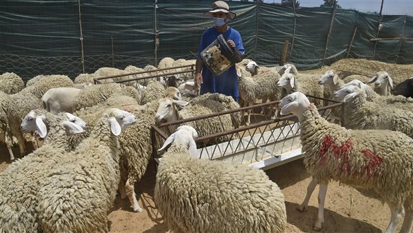 مجموعة من الخرفان