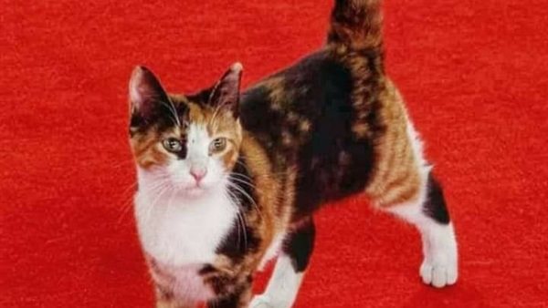 قطة الأوبرا