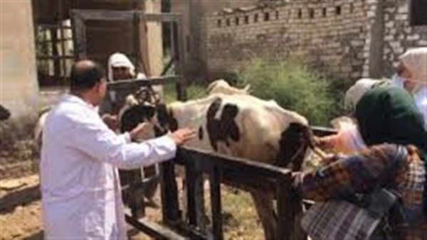 تحصين الماشية - أرشيفية