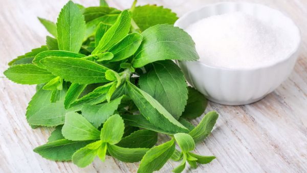 نبات ستيفيا